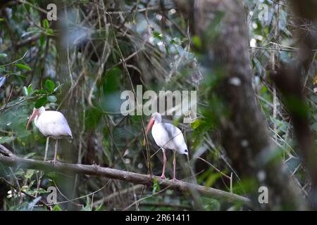 Ibis blanc (eudocimus albus) dans la zone protégée de Puerto Jemenez, péninsule d'Osa, Costa Rica. Banque D'Images