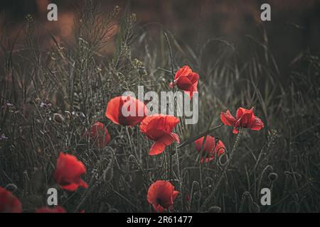 Un paysage vivant d'un champ pittoresque avec une mer de fleurs rouges vives en pleine floraison Banque D'Images