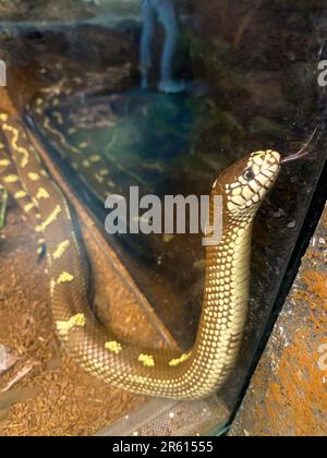Portrait californien de serpent roi vue rapprochée Banque D'Images