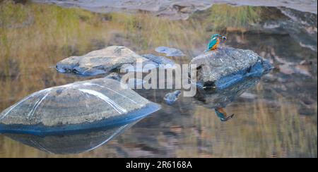 Un oiseau à plumes brunes qui se dresse au-dessus d'une grande roche grise dans un plan d'eau Banque D'Images