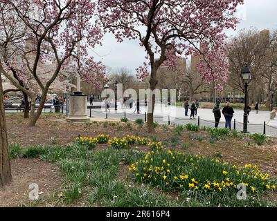 Les jonquilles et les cerisiers en fleurs fleurissent dans le parc Washington Square Park, dans le village de Greenwich de New York City, ce qui donne aux gardiens un aperçu de la vie au début du printemps Banque D'Images