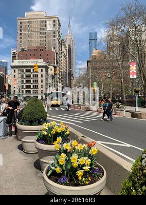 Le jour du printemps, Fifth Avenue et Broadway à New York City sont bordées de pots de jonquilles en fleurs le jour du printemps Banque D'Images