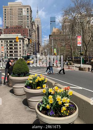 Les gens traversent la Cinquième Avenue près des jonquilles en pot alors qu'ils se rendent au Madison Square Park à New York Banque D'Images