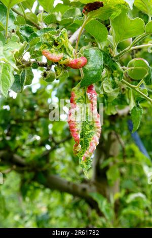 Boucle de feuilles de pêche. Maladie fongique de l'arbre de pêches. Taphrina deformans. Maladie de champignon d'arbre de pêche. Mise au point sélective. Sujet - maladies et ravageurs des fruits t Banque D'Images