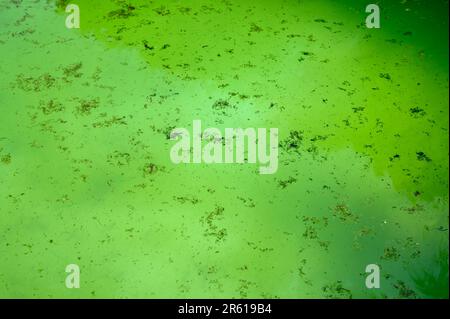 Algues mortes et écume d'étang flottant dans l'eau verte dans une piscine. Prise de vue avec mise au point faible. Banque D'Images