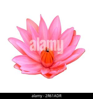 Gros plan détaillé d'une fleur de lotus rose en fleurs, magnifiquement isolée. Banque D'Images