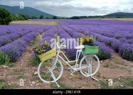 Une installation d'art avec un vélo pour prendre de jolies photos près du champ de lavande pendant le Festival international de lavande. C'est un pair annuel Banque D'Images