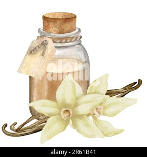 Huile essentielle à la vanille avec fleurs et bâtonnets. Illustration aquarelle dessinée à la main d'un biberon transparent vintage pour une thérapie aromatique sur fond blanc isolé. Flacon rétro pour une saveur cosmétique. Banque D'Images