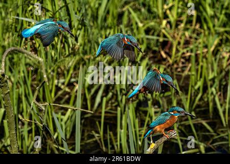 4 image composite d'un kingfisher mâle volant d'une branche à l'autre Banque D'Images