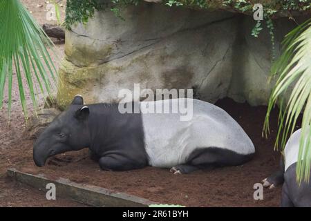 Un tapir malais reposant sur terre Banque D'Images