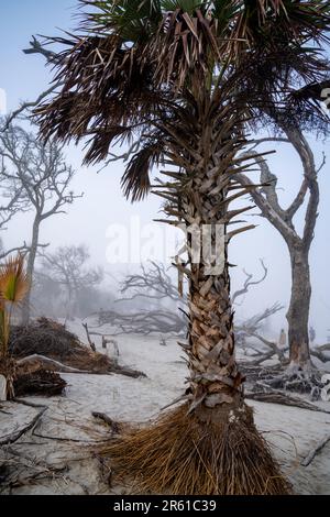 Palmiers sur Driftwood Beach - Jekyll Island Georiga pendant une journée brumeuse Banque D'Images
