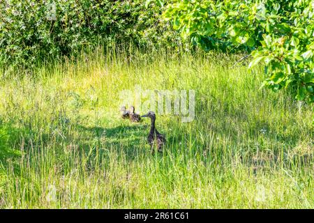 Canard colvert femelle sauvage, Anas platyrhynchos, avec des jeunes dans un jardin animalier du Norfolk. Banque D'Images