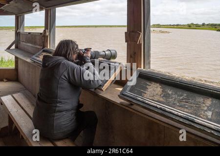 Femme photographiant des oiseaux de l'île Masquer surplombant le marais d'eau douce au marais de Pitchwell de RSPB, sur la côte nord de Norfolk. Banque D'Images