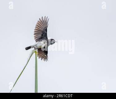 Un petit oiseau de corbeau sur une seule lame d'herbe, les ailes s'étirent Banque D'Images
