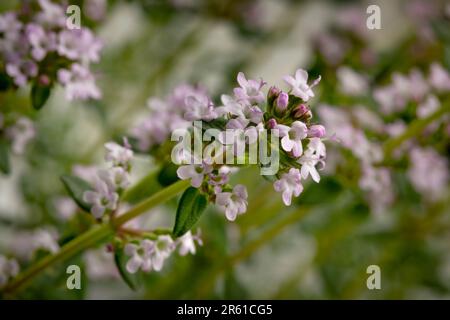 Fleur rose de thym frais dans le jardin Banque D'Images