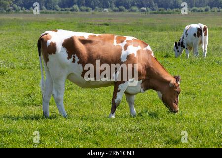 Vache tachetée brune hollandaise broutant dans un champ d'herbe verte Banque D'Images