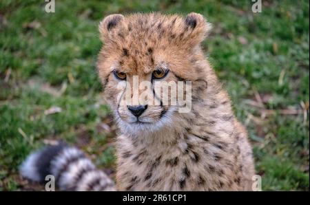 Une belle guépard est capturée dans cette superbe image, en regardant avec ses yeux perçants juste sur le côté du cadre Banque D'Images