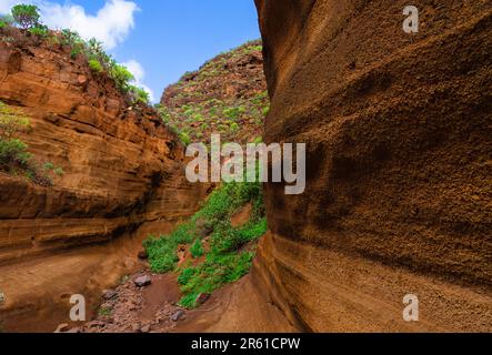 Canyon entre rochers ocre, marron et rouge. Avec un chemin de sol prié par les pluies et avec la végétation des buissons et dans la distance un ciel bleu avec Banque D'Images