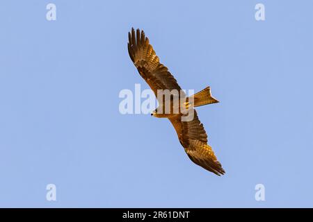 Un jeune cerf-volant noir (Milvus migrans) en vol. C'est un oiseau de taille moyenne de la famille des Accipitridae Banque D'Images