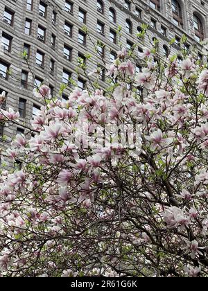 Un magnolia se blottise devant le bâtiment historique Flatiron de New York Banque D'Images