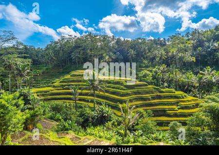 Tegallalang Rice Terrace à Bali, Indonésie Banque D'Images