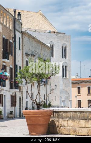 Murs anciens avec basilique pontificale ou église Saint-Nicolas et olivier dans un vase dans la vieille ville de Bari, Puglia ou Apulia, vertical Banque D'Images