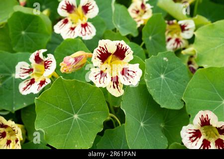 Jolies fleurs nasturtium crème rouge éclaboussures. Banque D'Images