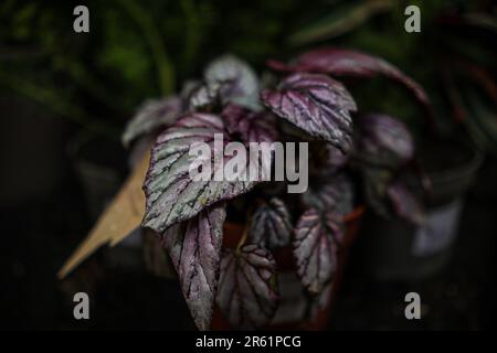 Un gros plan de la plante begonia à feuilles peintes avec des verines blanches dans ses feuilles Banque D'Images