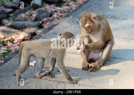 Les ruines antiques en pierre abritant une famille de singes mignons et confortablement situés. Banque D'Images