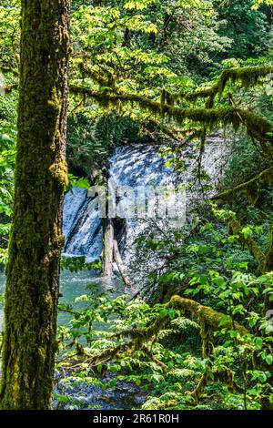 Une photo de paysage des chutes Drake au parc national de Silver Falls, dans l'État de l'Oregon Banque D'Images