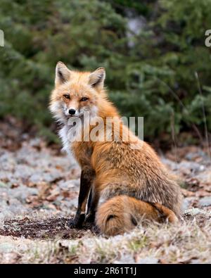 Renard roux assis sur de la mousse blanche blanc fond vert au printemps affichant la queue de renard, la fourrure, dans son environnement et son habitat. Fox image. Banque D'Images