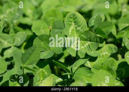 Trèfle de feuille, champ de trèfle, focus sélectif de texture de feuille verte Banque D'Images