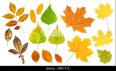 Ensemble de feuilles d'automne d'un bouleau, érable, bois de coton, cornouiller, rowan et barberry. Collection de magnifiques feuilles d'automne colorées. Isolé sur fond blanc Banque D'Images