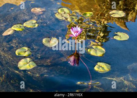 Fleur de nénuphars pourpre exotique avec des feuilles coulant sur un étang en été Banque D'Images