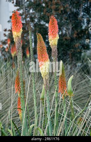 Des plantes vibrantes de poker chaud rouge fleurissent en plein air en automne Banque D'Images