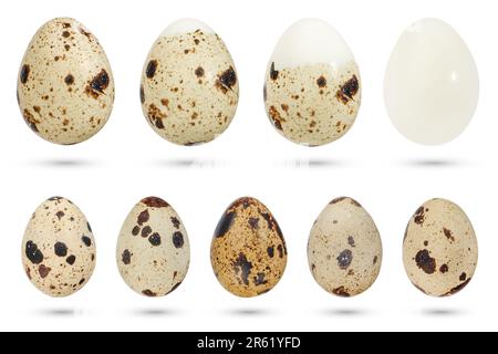 Œufs de caille isolés sur fond blanc. Un ensemble d'oeufs de caille bouillis de différentes couleurs naturelles, dans le processus de shelling sur un fond blanc. Le Banque D'Images