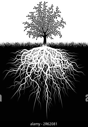 Illustration vectorielle modifiable d'un arbre et ses racines Illustration de Vecteur