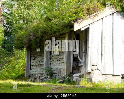 Une grange rustique de style vintage est située dans un pré herbacé, avec des arbres qui poussent sur son toit Banque D'Images