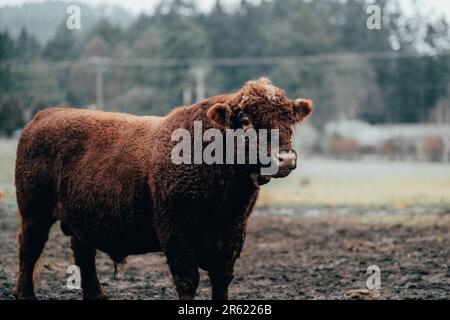 Un gros bovin brun se trouve dans un champ boueux, regardant attentivement vers l'avant Banque D'Images