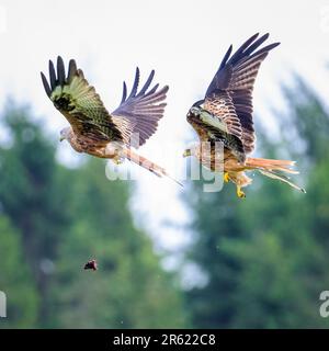 Deux majestueux cerfs-volants rouges qui s'envolent dans le ciel à l'unisson, leurs ailes s'étirent Banque D'Images