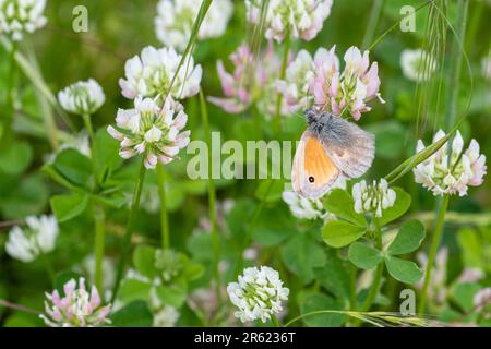 Petit papillon de bruyère (Coenonympha pamphilus) nectarissant sur des fleurs sauvages de trèfle blanc (Trifolium repens) Banque D'Images