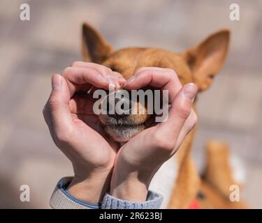 Une femme fait un coeur de ses paumes sur le visage de son chien. Un chien Basenji africain sans aboiement. Banque D'Images