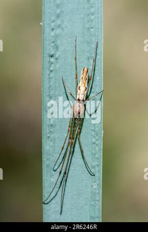Araignée de la famille des Tetragnathidae, araignées en orbite à longue mâchoire, sur un roseau, Angleterre, Royaume-Uni Banque D'Images
