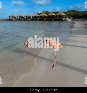 Une scène idyllique sur la plage avec deux flamants roses debout devant un paysage pittoresque de cabanes et de palmiers Banque D'Images