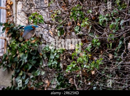 Un petit oiseau aux couleurs vives est dans l'air, ses ailes s'étendent à travers le ciel Banque D'Images