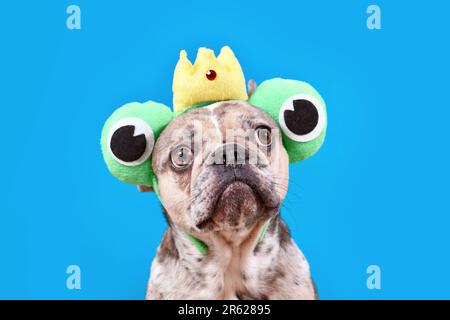 Chien Bulldog français drôle avec serre-tête grenouille avec couronne et grands yeux sur fond bleu avec espace de copie Banque D'Images