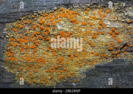 Caloplaca flavovirescens est un lichen croûteux souvent trouvé sur des substrats et des roches calcaires faits par l'homme. Il se produit dans tout l'hémisphère N. Banque D'Images
