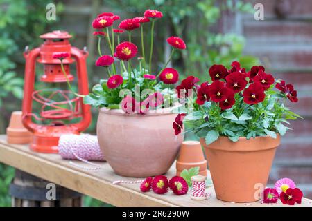 aménagement de jardin avec fleur de violette rouge et bellis perennis dans des pots en terre cuite Banque D'Images