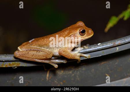 Grenouille drab (Smilisca sordida) de Sarapirqui, Costa Rica. Banque D'Images