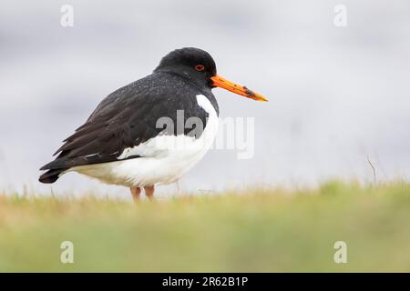 Oystercatcher eurasien (Haematopus ostralegus) se nourrissant sur un terrain d'herbe, pays-Bas Banque D'Images